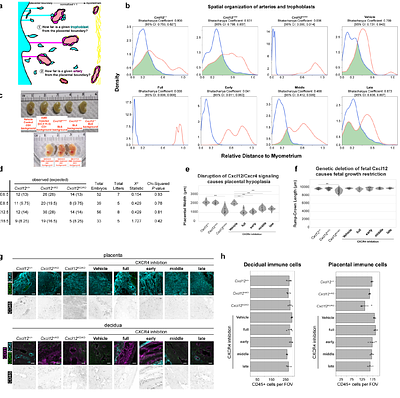 3D imaging of the pregnant uterus reveals an extensively invasive mouse placenta requiring CXCL12-CXCR4 signaling