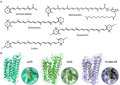 Light-harvesting by antenna-containing xanthorhodopsin from an Antarctic cyanobacterium