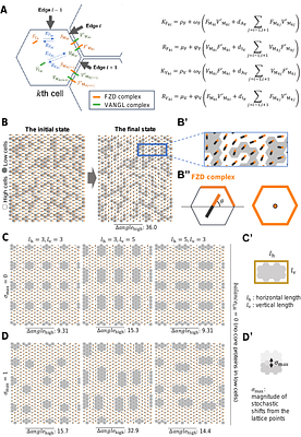 Directional alignment of different cell types organizes planar cell polarity