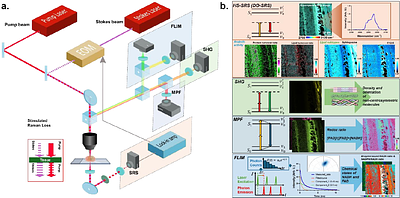 Label free multimodal optical imaging of metabolic heterogeneity in aging by integrating SRS, MPF, FLIM, and SHG
