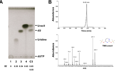 2'-Deoxyuridine-promoted infection in Pyricularia oryzae is counteracted by bacterial thymidine phosphorylase