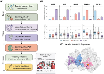 CAFE: A Co-folding Approach for Fragment Exploration of Allosteric and Cryptic Binding Sites
