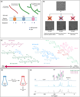 Solid-state NMR Reveals Mobility-Based Organisation of the Schizosaccharomyces pombe Cell Wall
