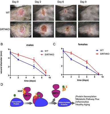 SIRT4 Controls Macrophage Function and Wound Healing through Control of Protein Itaconylation in Mice