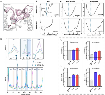 Constitutive activation and allosteric mechanisms underlying Gi/Gq signaling bias in SUCNR1 revealed by AlphaFold-based modeling and enhanced sampling simulations
