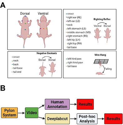 Deep learning based behavioral analysis in a neonatal rat model of          hypoxic ischemic brain injury