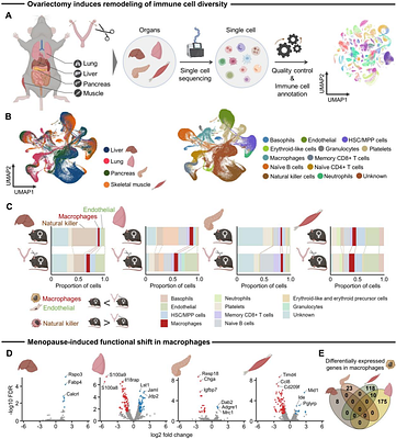 Decoding menopause-induced tissue fibrosis using pan-tissue network inference