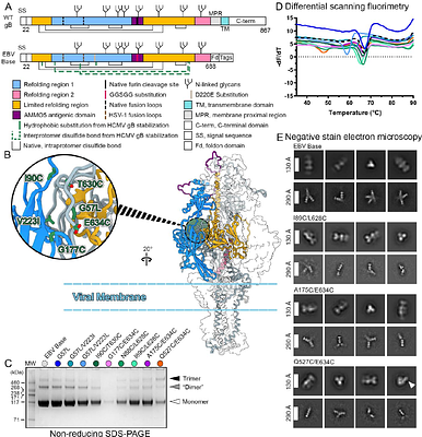 Design, Structure, and Immunogenicity of a Soluble Prefusion-stabilized EBV gB Antigen