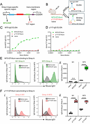 Sub-clinical exposure to Streptococcus pyogenes drives the development of immunity