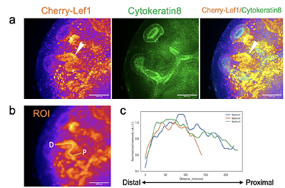 Quantitative high-resolution imaging of mouse nephron formation to study Wnt signaling dynamics