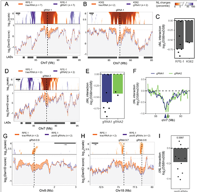 Megabase-scale detachment of genome-nuclear lamina interactions is required for efficient repair of double stranded breaks