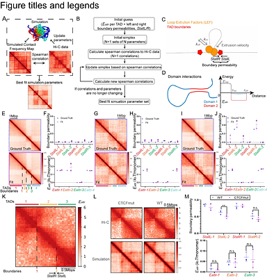 Connecting Chromatin Structures to Gene Regulation Using Dynamic Polymer Simulations