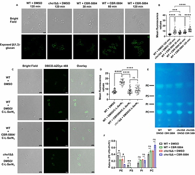 The small molecule CBR-5884 inhibits the Candida albicans phosphatidylserine synthase