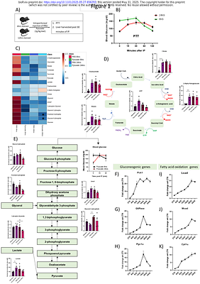 SIRT1-IDR-Driven Temporal Gating of Sequential Transcription-Factor Recruitment Coordinates Fasting Adaptation