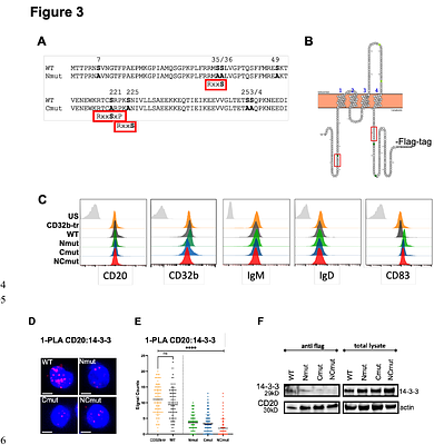 Microtubule anchoring and coupling of CD20 to the RhoA/Rock1 pathway