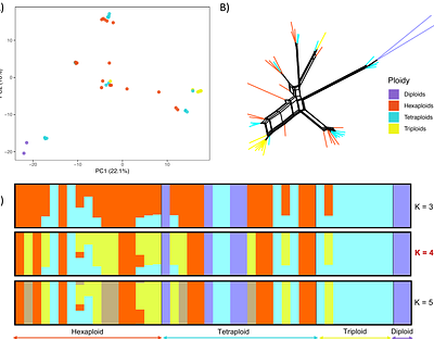 Predominant tetraploidy and lack of ploidy-associated genetic structure across invasive Lantana camara populations in India