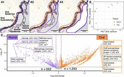 Spatially resolved gene expression analysis illuminates location-specific functions in the reef-building coral Pocillopora acuta