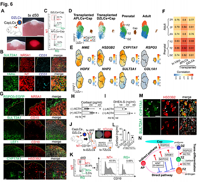 Reconstitution of adrenocortical functional zonation from human pluripotent stem cells