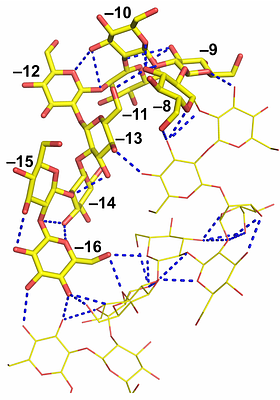 Phytopathogenic cyclic glucohexadecaose from an inverting transglycosylase