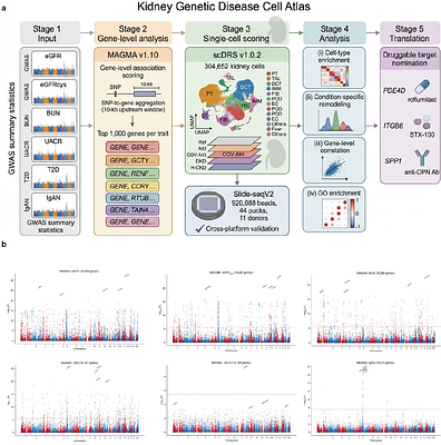 Mapping kidney trait heritability to individual cells reals disease-specific remodeling of genetic risk architecture