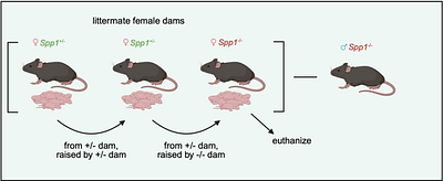 The effects of breastmilk-derived osteopontin on the intestinal intraepithelial lymphocyte compartment