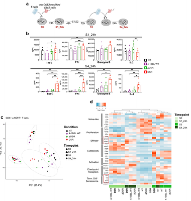 Integrating activation-induced costimulation and cytokine signals enhance TCR-based cell therapies