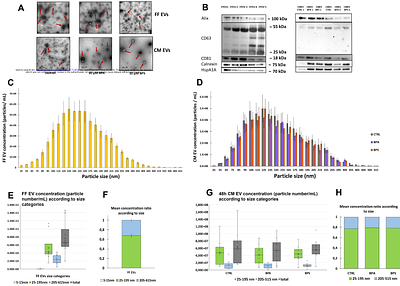Characterization of ovine follicular fluid and granulosa cell-derived extracellular vesicles and their miRNA cargo following in vitro exposure to bisphenols A and S.