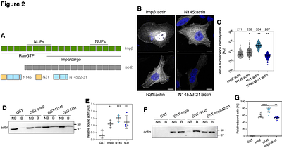 The nuclear transport receptor Impβ is a regulator of actin polymerization