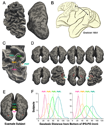 Sulcal pleating captures functional boundaries in human visual cortex