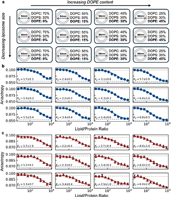 Recombinant protein platform for high-throughput investigation of peptide-liposome interactions via fluorescence anisotropy depolarization