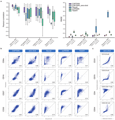 CAPTAIN: A multimodal foundation model pretrained on co-assayed single-cell RNA and protein