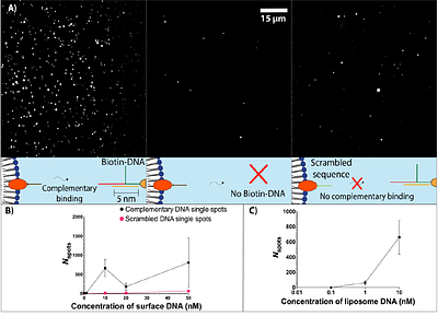The effect of PEGylation on surface tethering of liposomes via DNA nanotechnology.