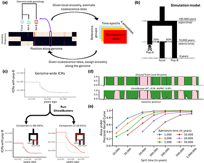 Genome-wide genealogies reveal deep admixtures forming modern humans