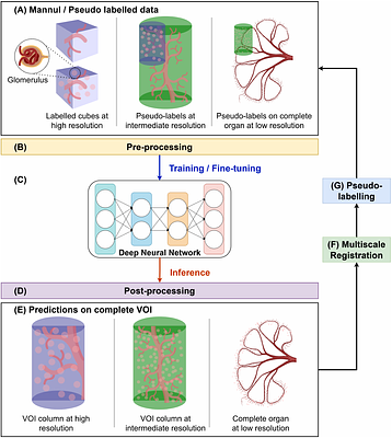 Multiscale Segmentation using Hierarchical Phase-contrast Tomography and Deep Learning