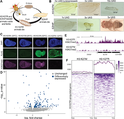 Investigating oncoprotein-mediated chromatin dysregulation in Drosophila melanogaster  uncovers novel modifiers of the developmental impact of H3 K27M and EZHIP