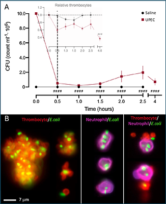 Platelet-dependent clearance of uropathogenic Escherichia coli directly drives sepsis-induced thrombocytopenia in a mouse model