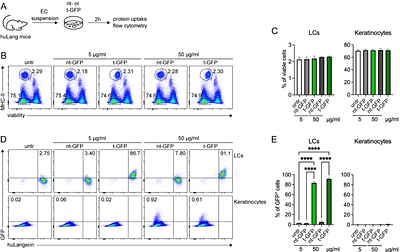 Langerhans Cell-targeted Protein Delivery Enhances Antigen-Specific Cellular Immune Response