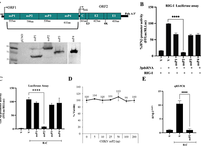 Chikungunya virus non-structural protein 2 (nsP2) inhibits RIG-I and TLR-mediated immune response