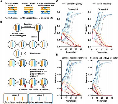 Two-locus CRISPR toxin-antidote gene drive for confined population modification