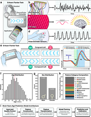 BrainYears: A functional EEG-based brain age clock enables intervention-ready measurements of brain aging