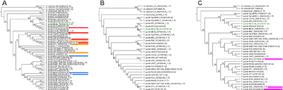 Purifying selection and phylogenetic discord among microneme proteins in Toxoplasma gondii