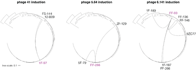 Bacterial peptide deformylase inhibitors induce prophages in competitors