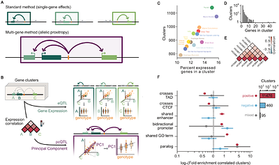 Focus on single gene effects limits discovery and interpretation of complex trait-associated variants