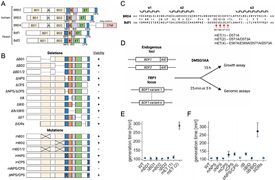 The extra-terminal domain drives the role of BET proteins in transcription