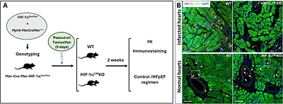 Cardiomyocyte-specific expression of HIF-1α mediates the cardioprotective effects of Growth Hormone-Releasing Hormone (GHRH)