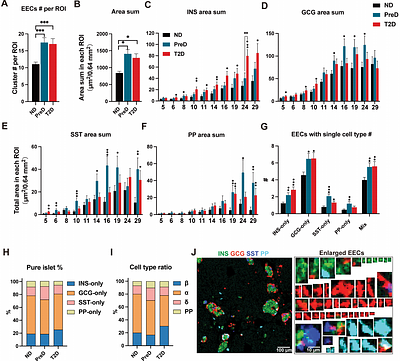 A spatial-temporal atlas of human islet pathophysiology identifies a size-dependent trajectory from compensation to decompensation