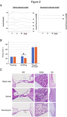 Convolutional neural network model detected lasting behavioral changes in mouse with kanamycin-induced unilateral inner ear dysfunction