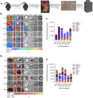 Structure-Activity Mapping of Intraperitoneal mRNA-LNPs: Decoupling Tumor and Liver Biodistribution in Pancreatic Cancer