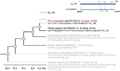Ancient DNA Reveals Hominoid Evolution: Intermediate DNA Sequences and Advances in Molecular Paleontology