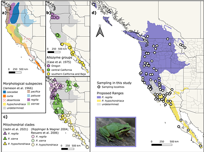 The Tangled History and Taxonomy of an Iconic Chorus Frog Complex Clarified using Genomic Analyses